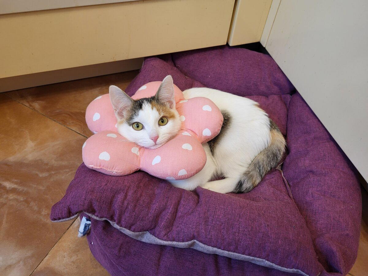 Котенок Мирра. Часть 3, заключительная