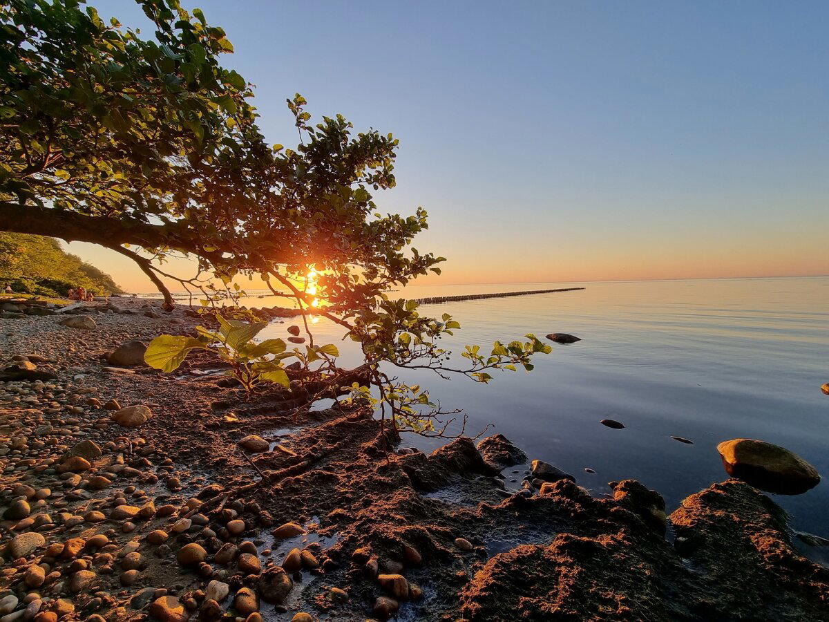 Лиса на берегу Балтийского моря, Светлогорск
