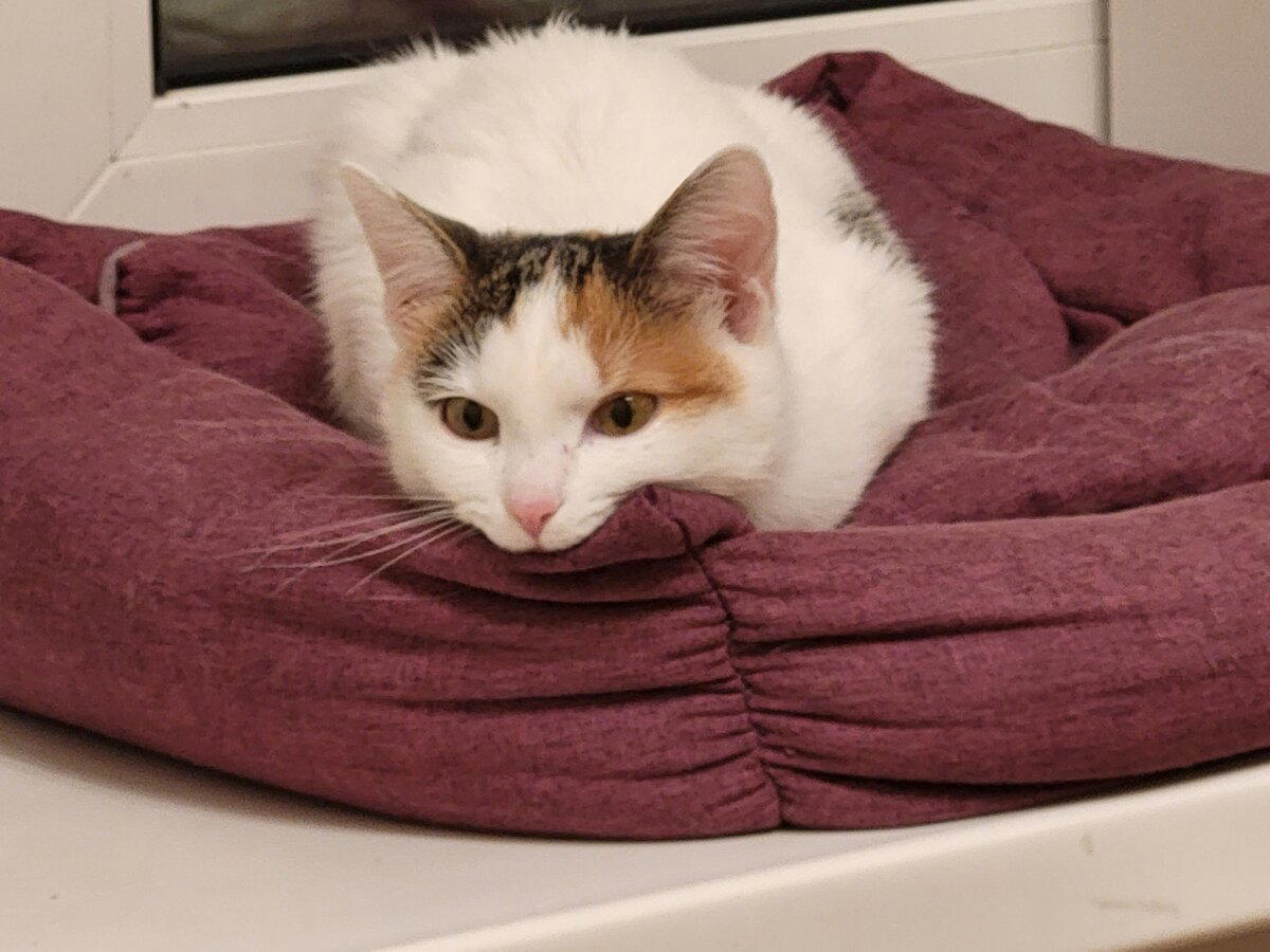 Котенок Мирра. Часть 3, заключительная