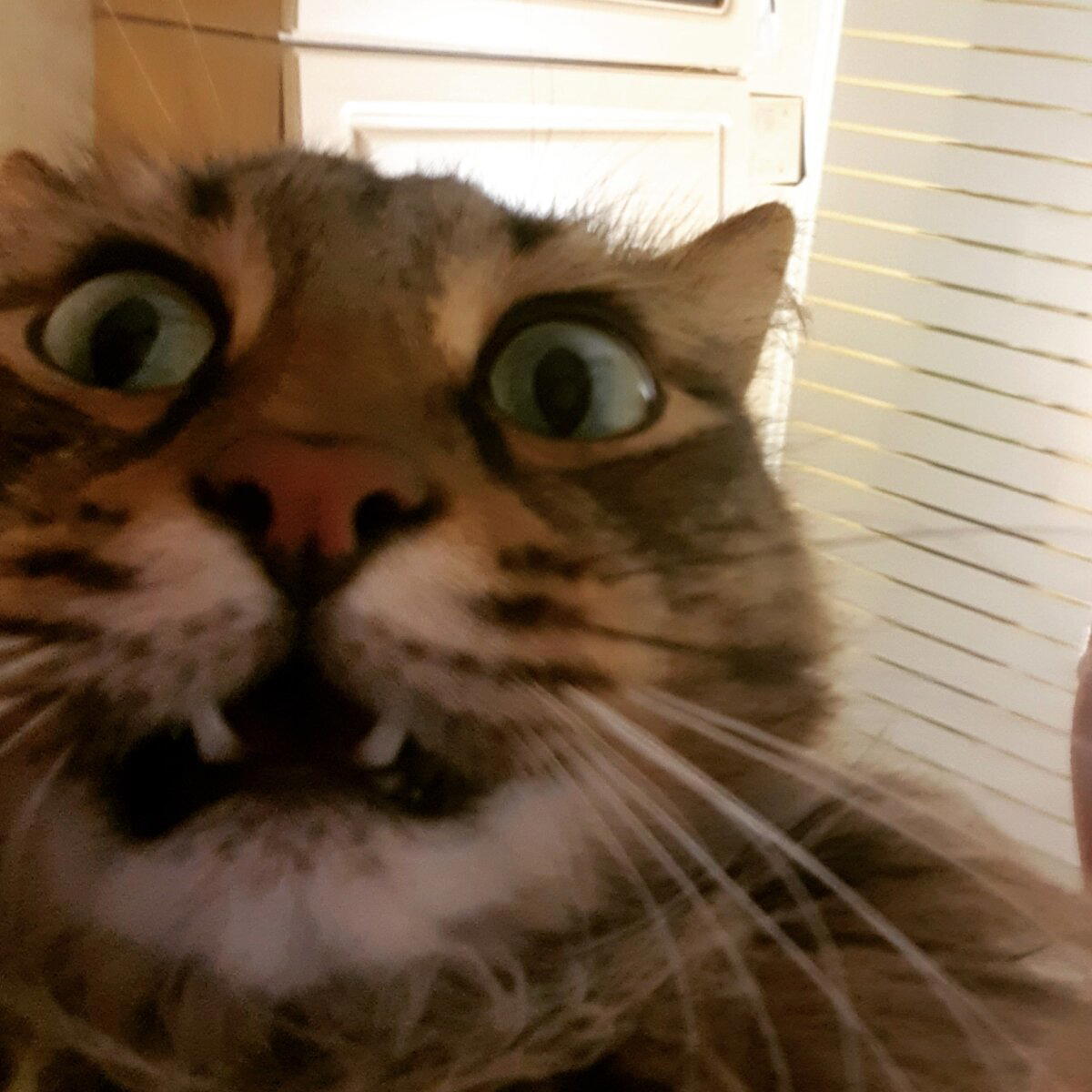 Ну раз котики...вот мой, по кличке Бакс