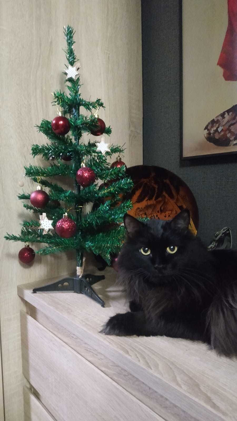 Кот и его ёлочка