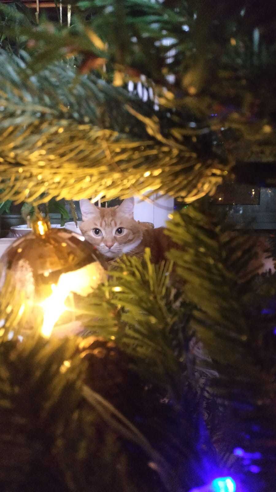 Котолампочка