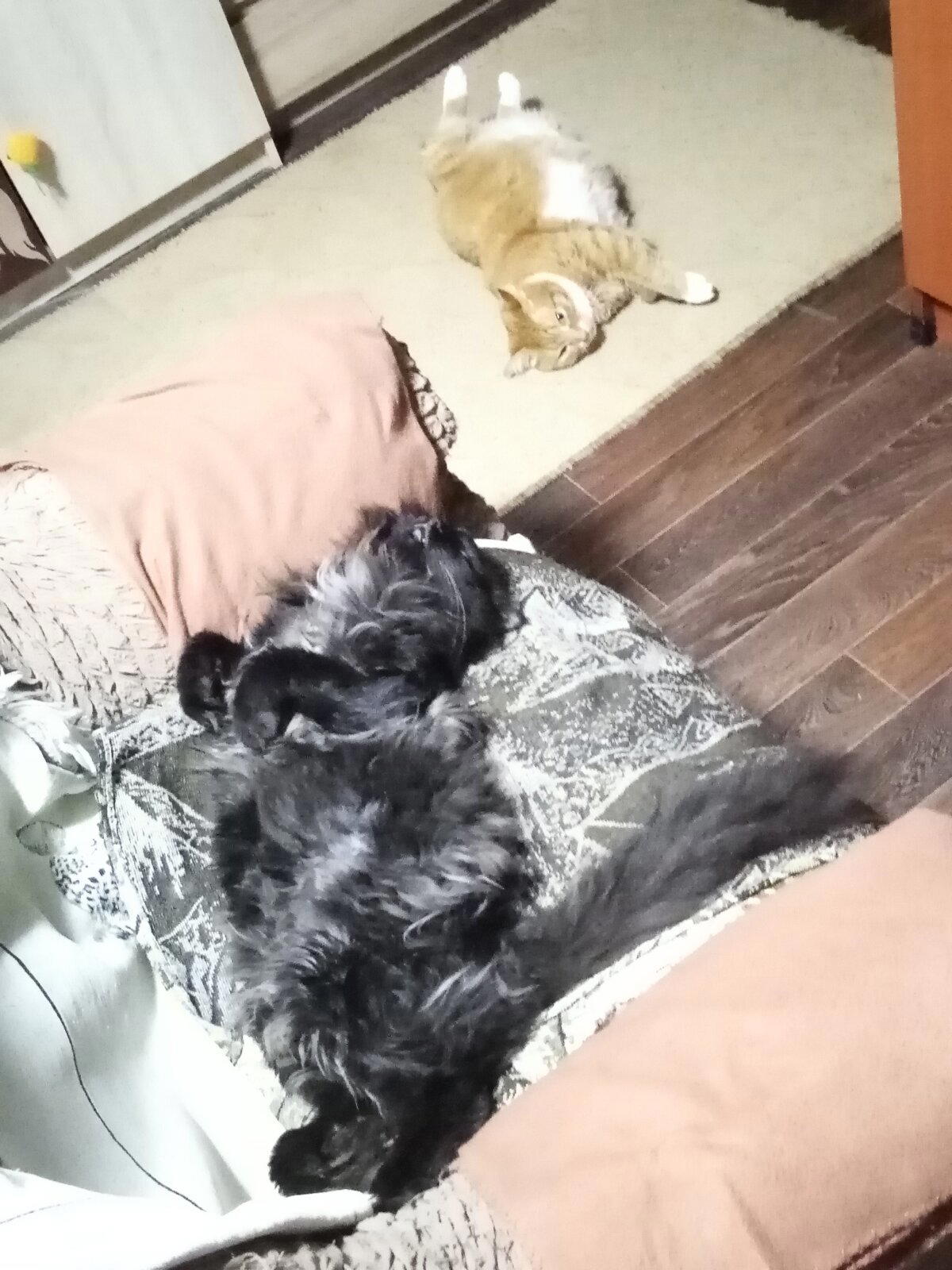 Коты лежат