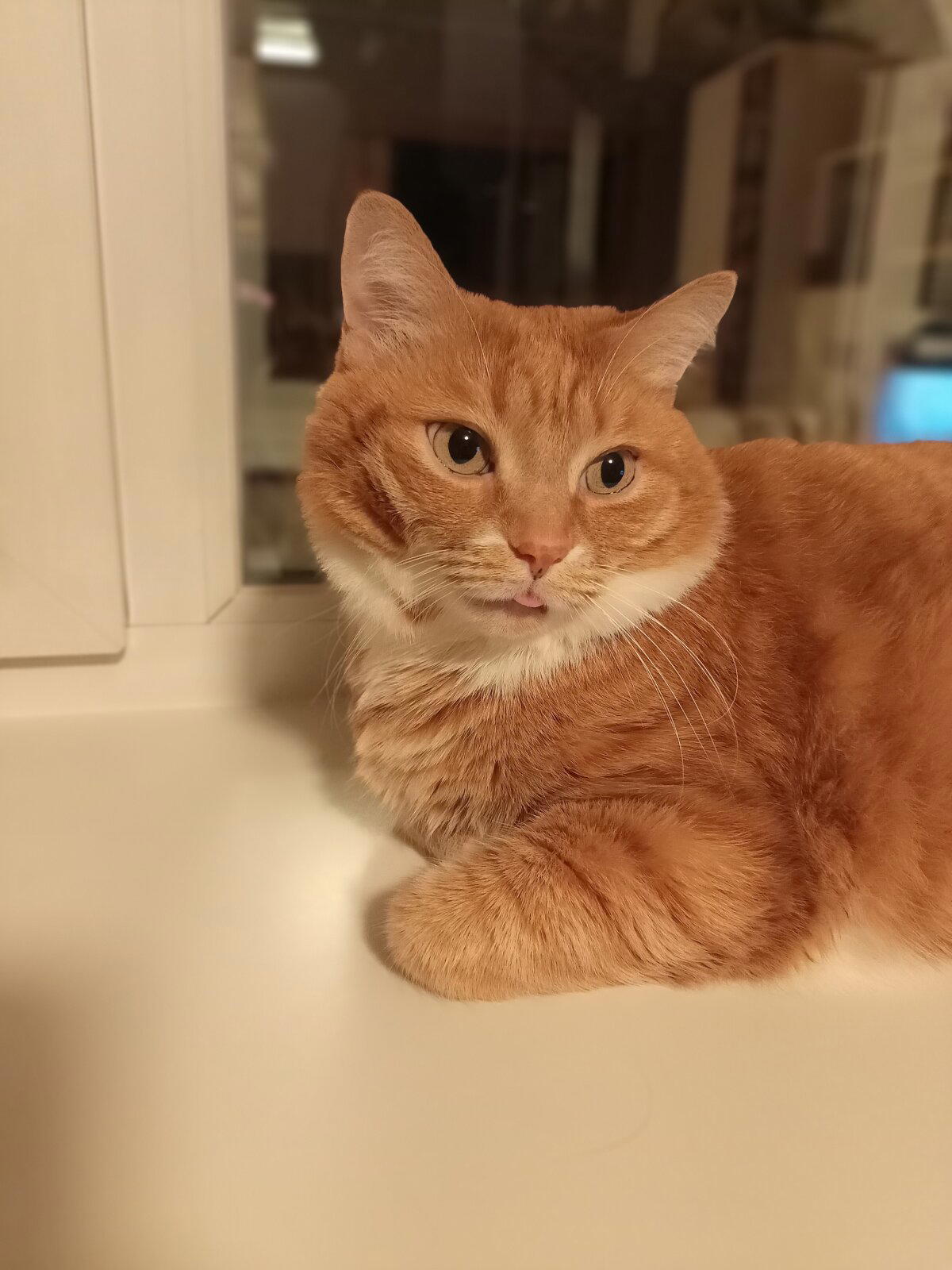 Немного оранжевого кота