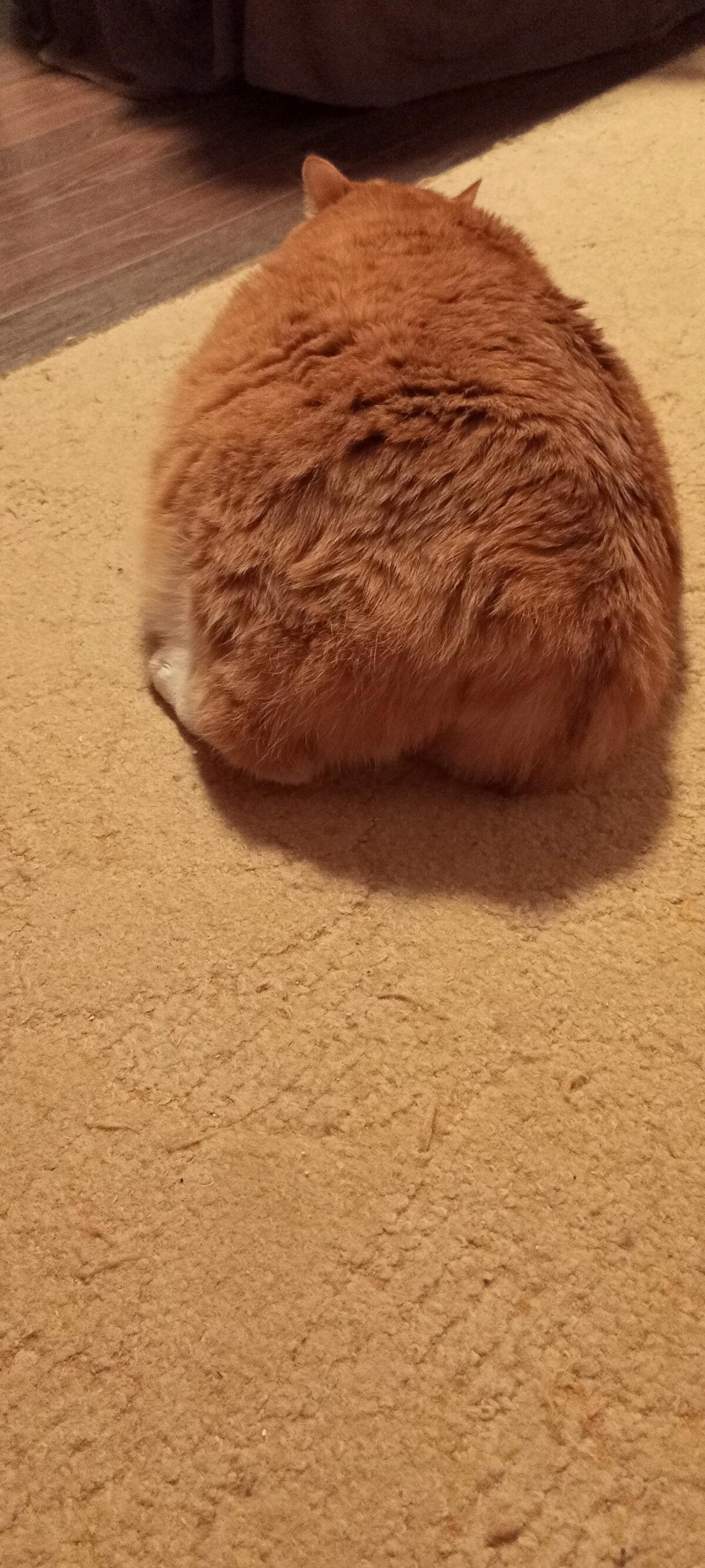 Немного оранжевого кота