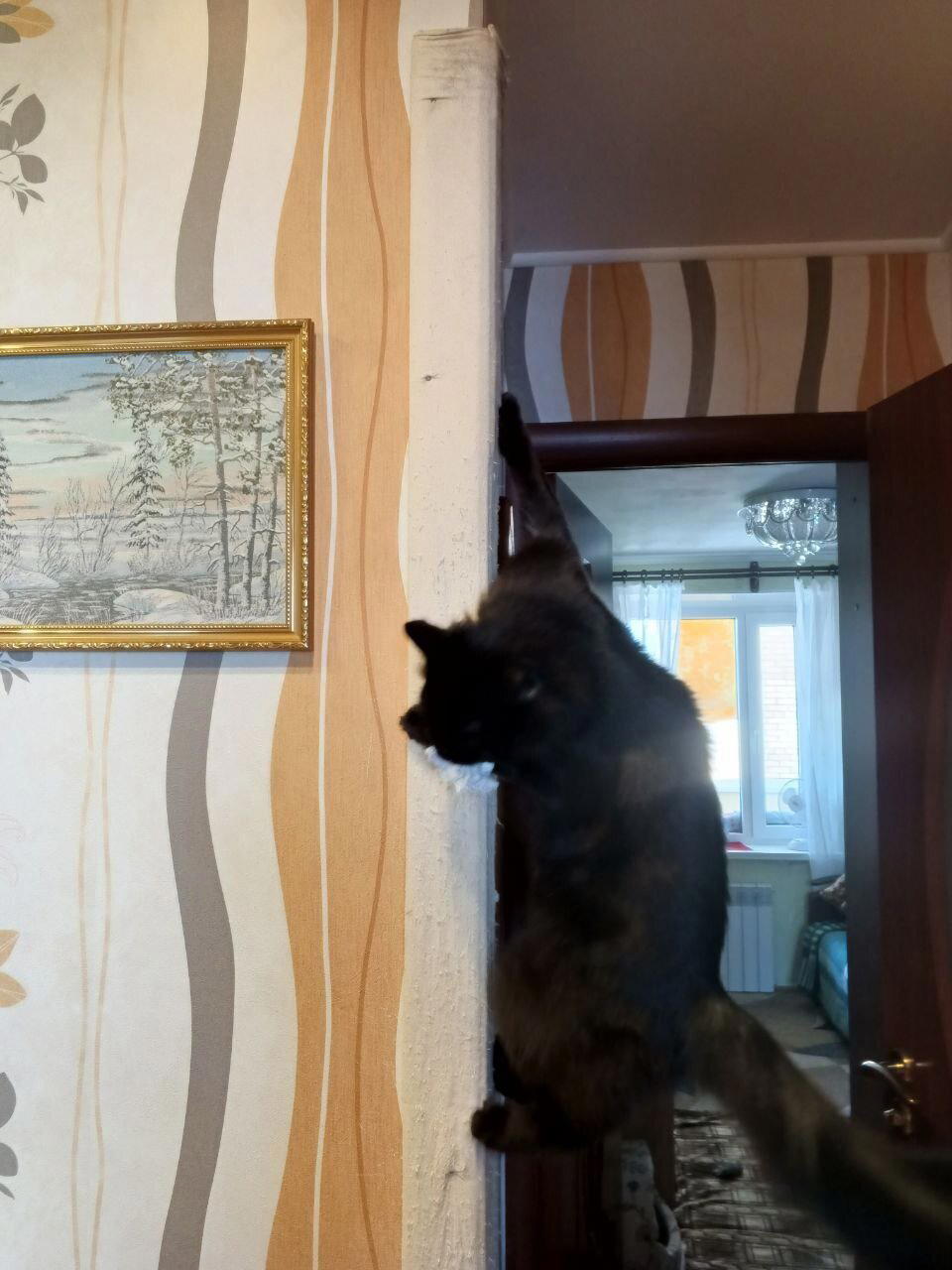 Когтеточка для кота