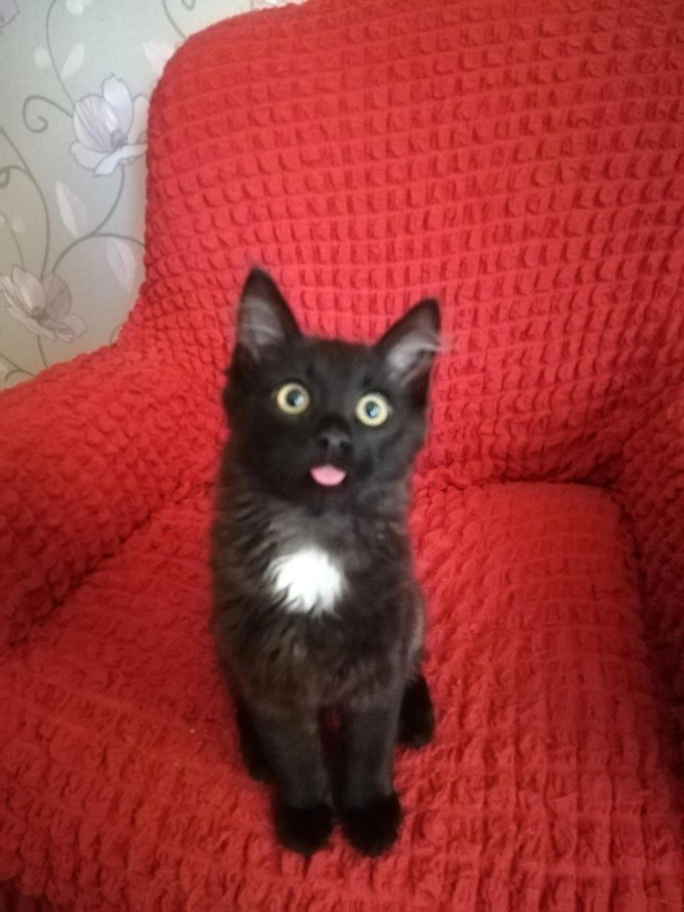 Котячий конкурс красоты