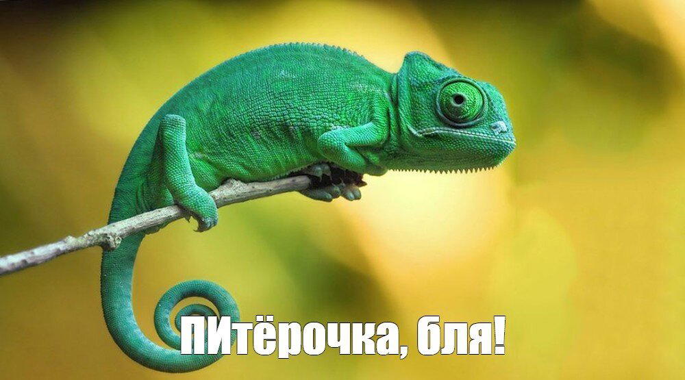 Грамотность от «Пятёрочки»