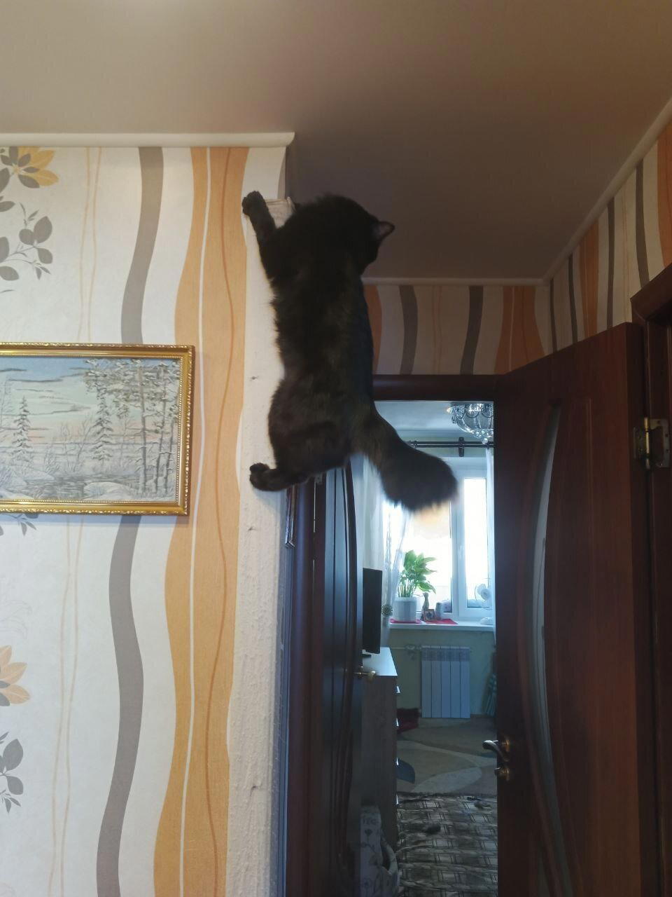 Когтеточка для кота