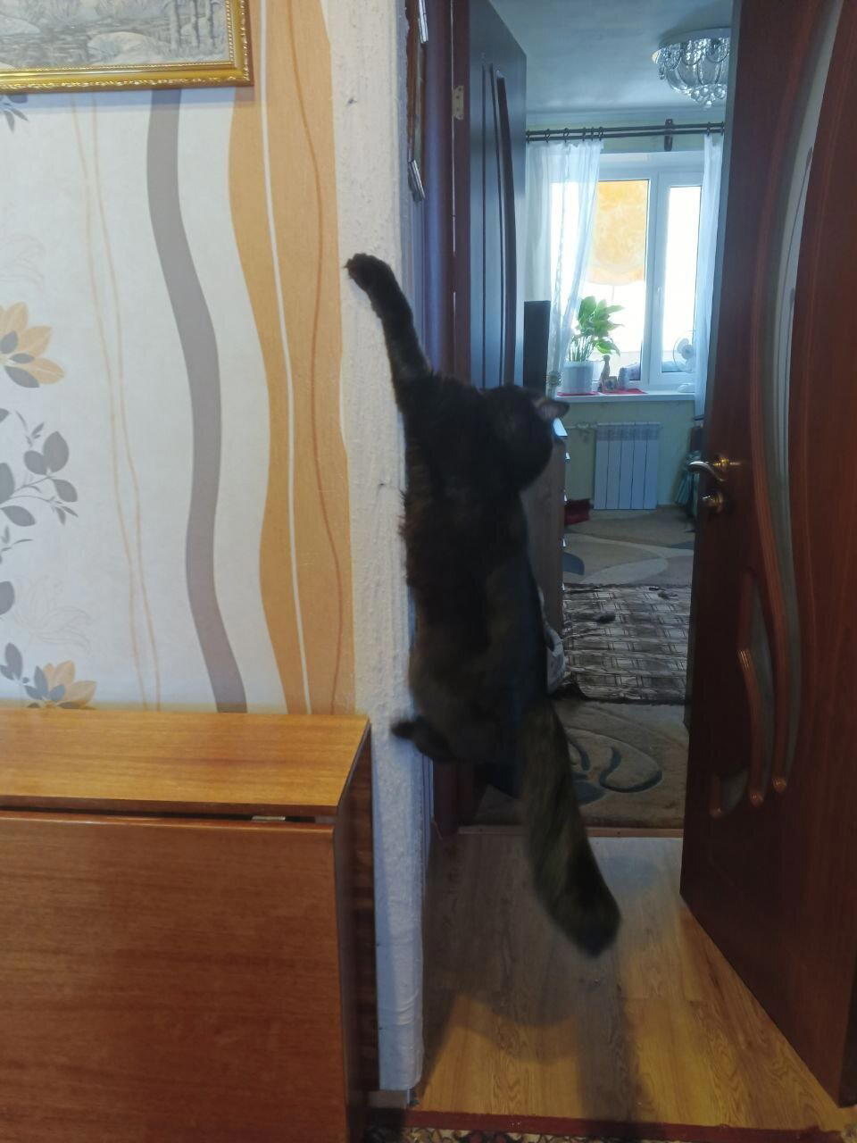 Когтеточка для кота