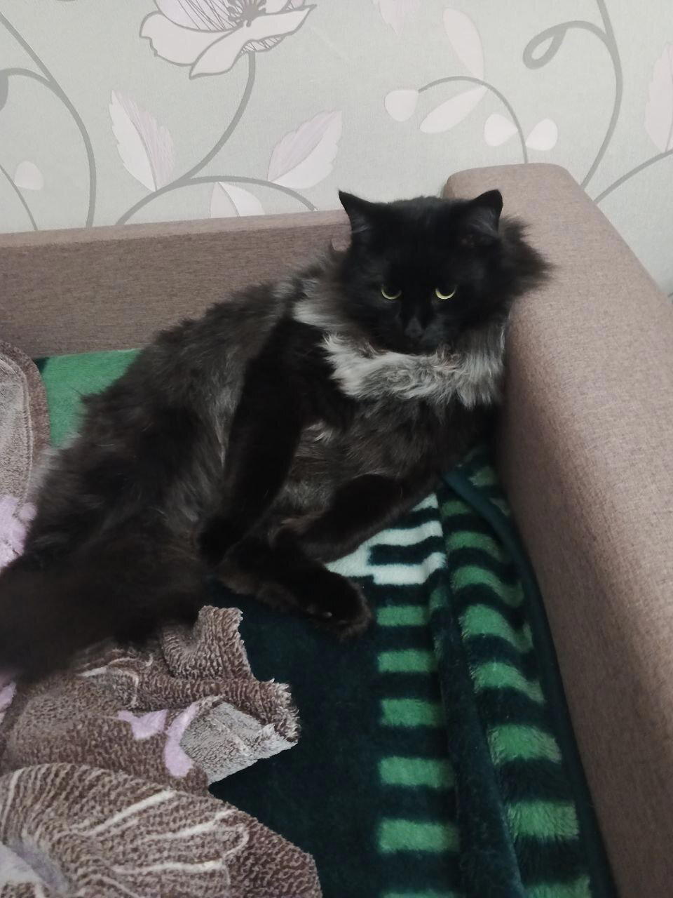Котячий конкурс красоты