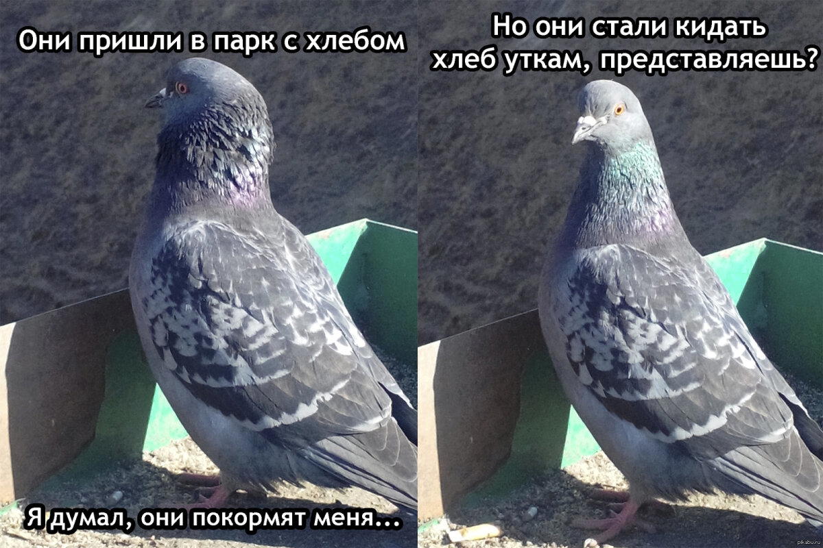 Голубиные истории, часть 1