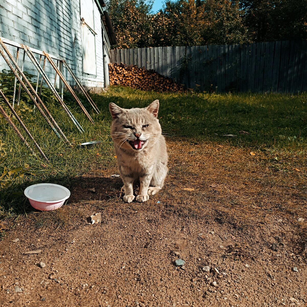 Недовольный котик