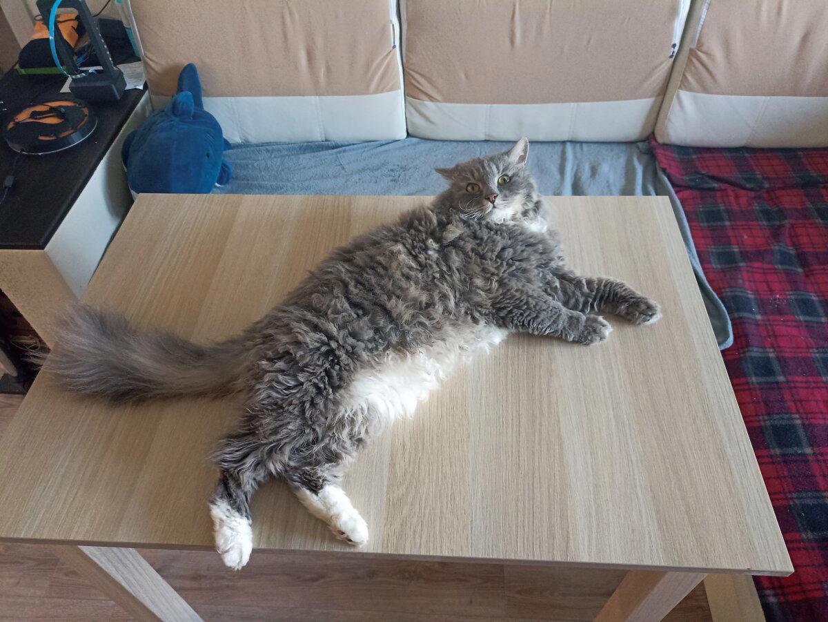 Коть на столе