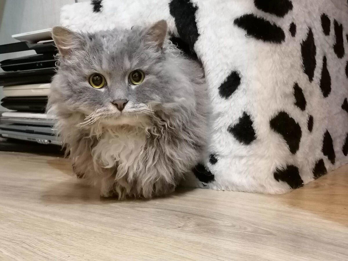 Просто мой котан