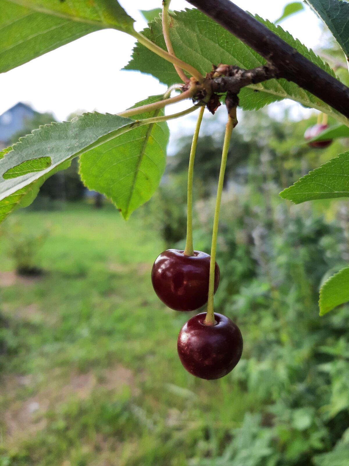 Планетарные зарисовки
