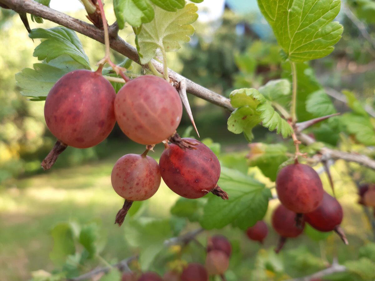 Планетарные зарисовки