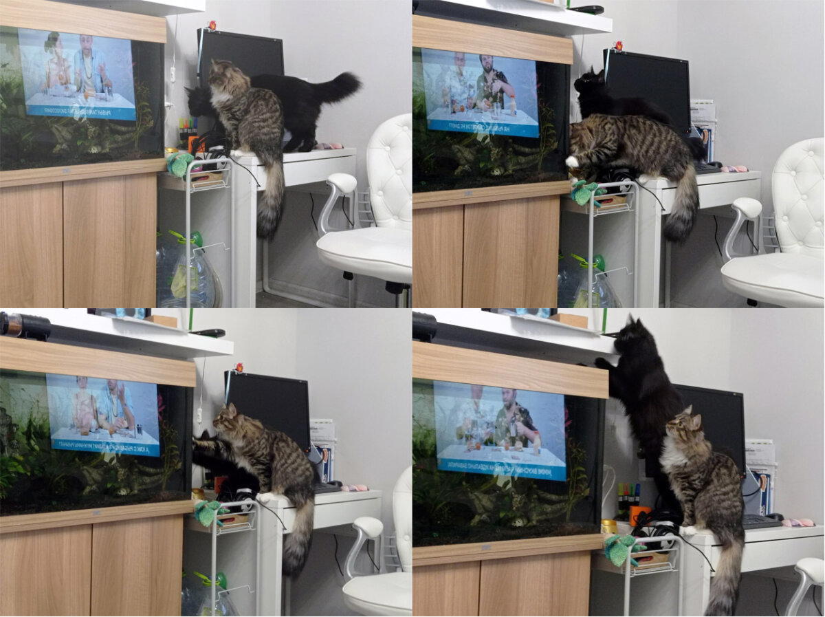 Скотостадо
