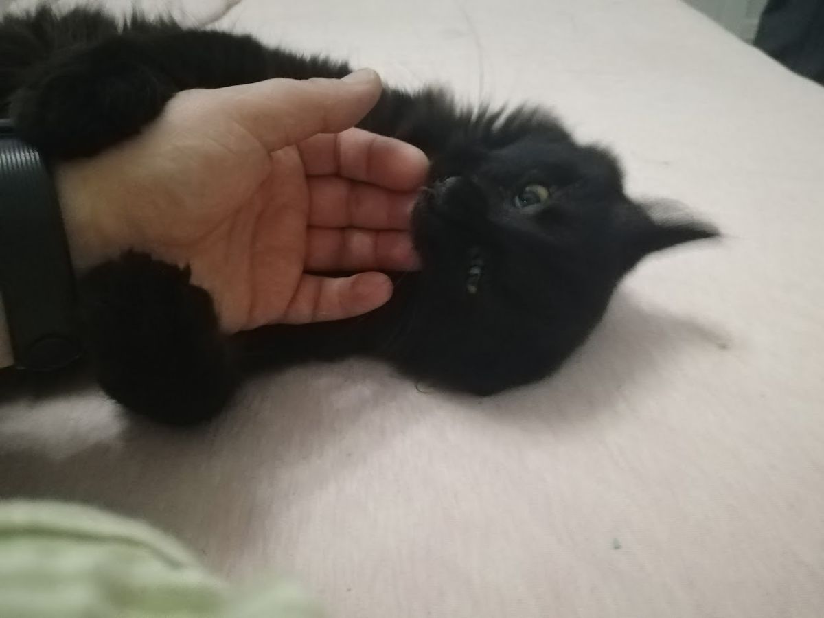 Про котов с особенностями