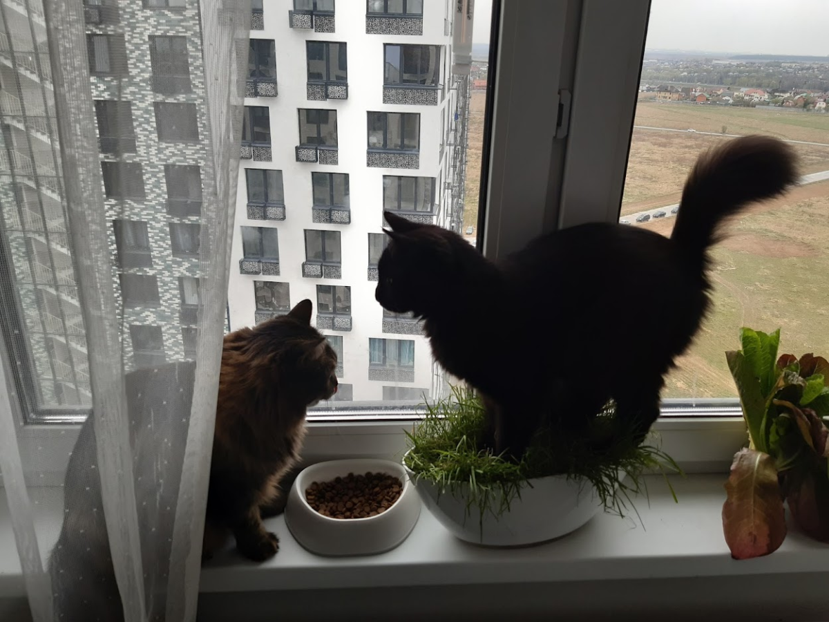 Про котов с особенностями