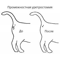 Про котов с особенностями