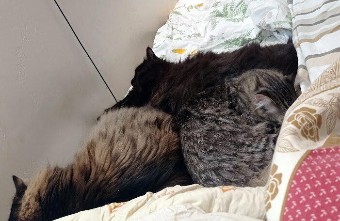Тигр с прожектором