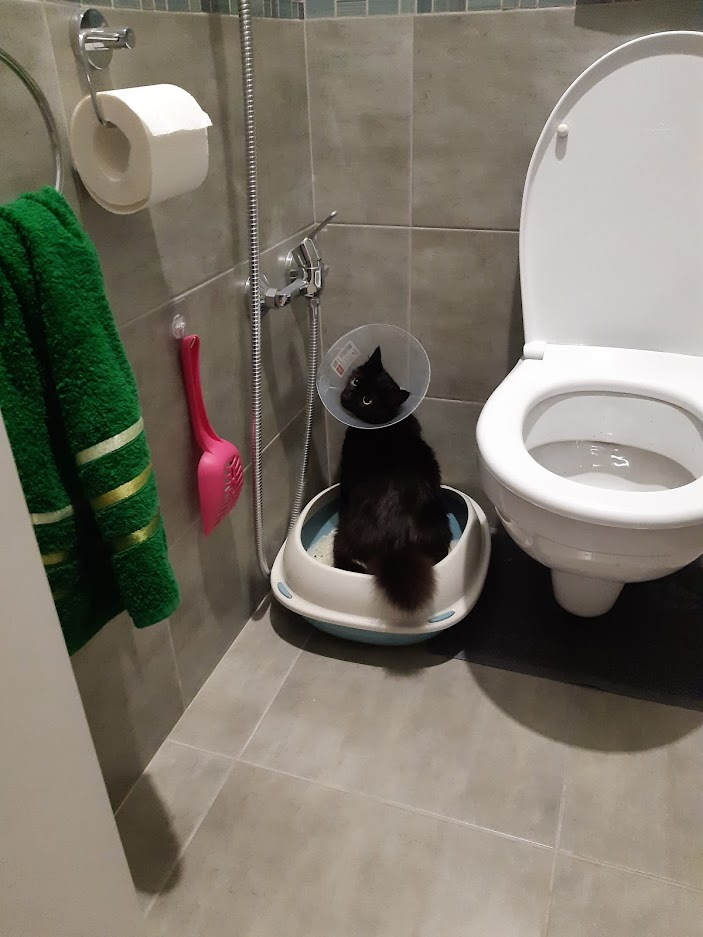 Про котов с особенностями
