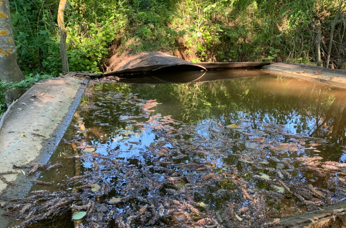 Спас 72 штуки мелкой рыбы, выловив ее удочкой из закрытого водосброса озера. Там водилось четыре вида рыбы