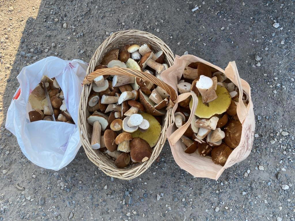 Под Казанью пошли белые грибы. Вдруг кто не знает...
