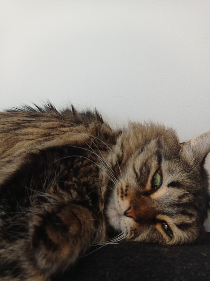 Ихонние котейшиства