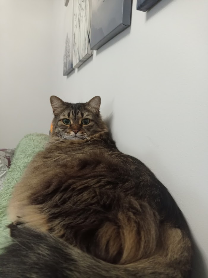 Ихонние котейшиства