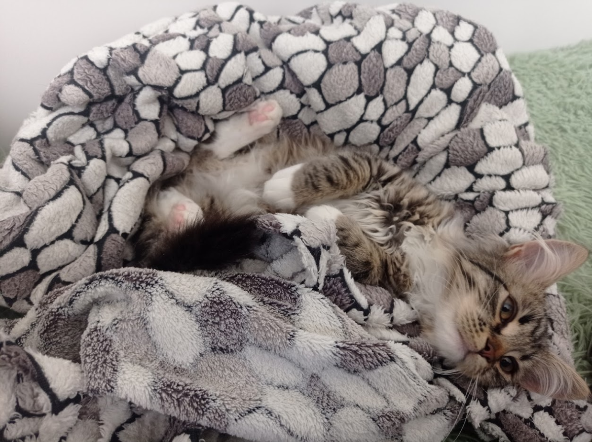 Ихонние котейшиства