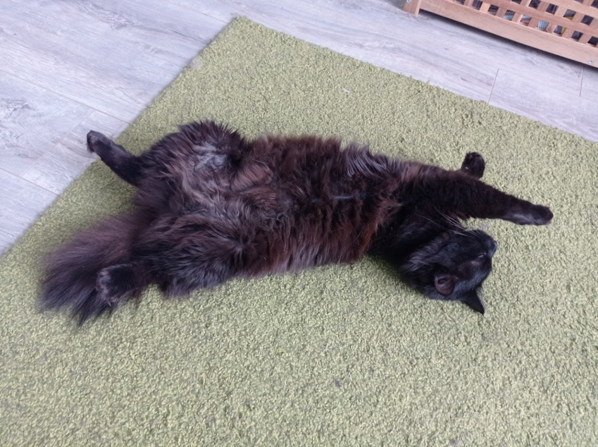 Ихонние котейшиства