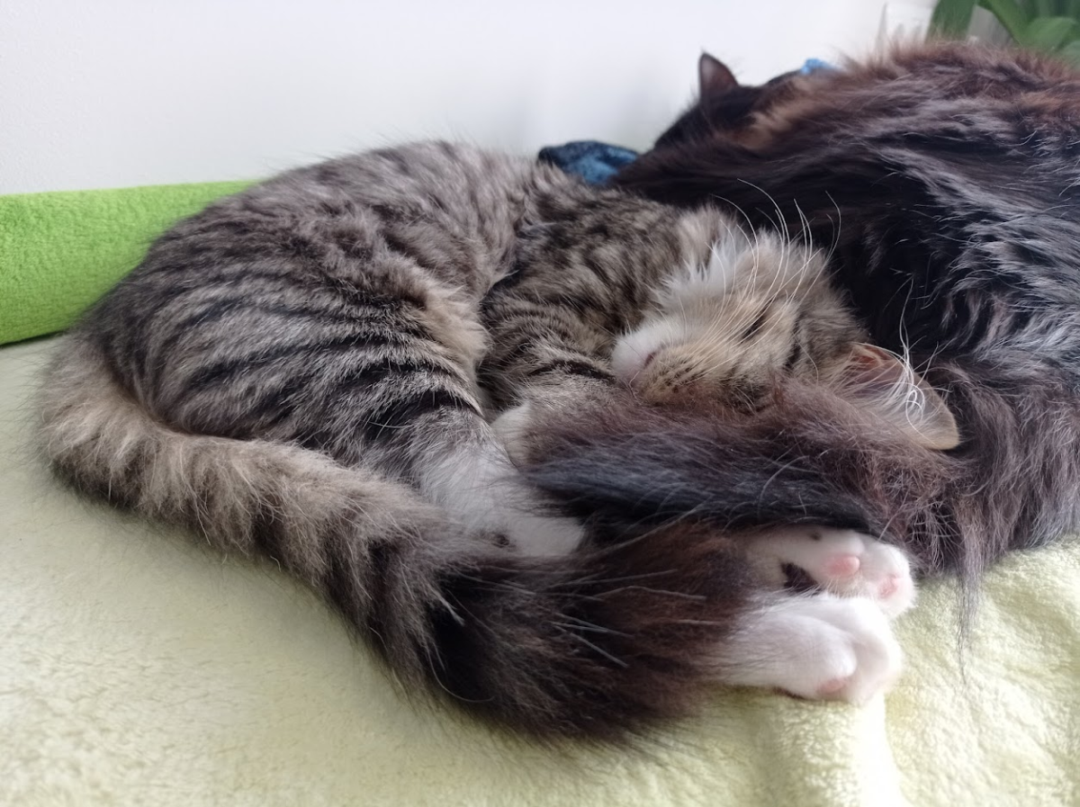 Ихонние котейшиства