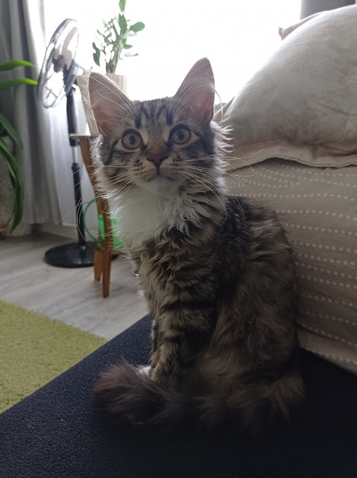 Ихонние котейшиства