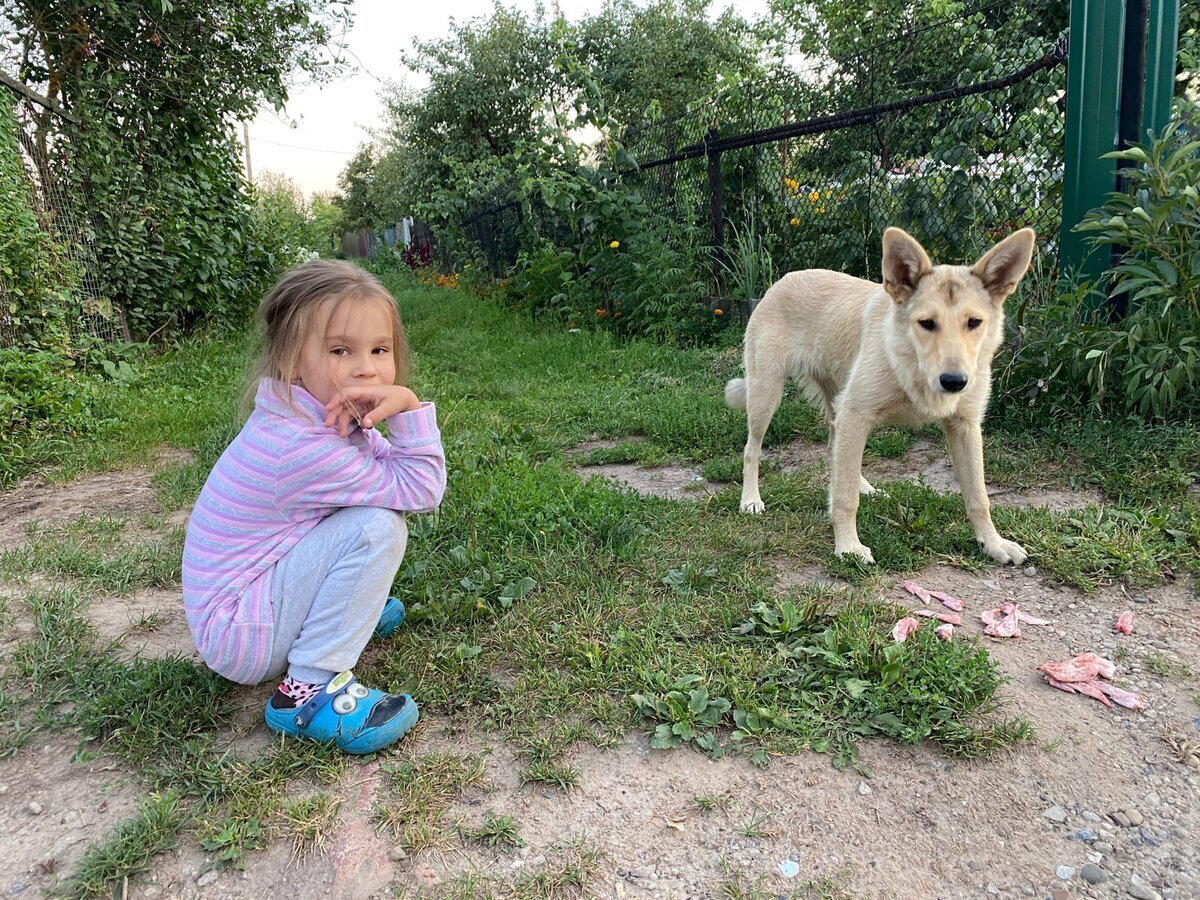 Пристроили с дочкой бездомную собаку