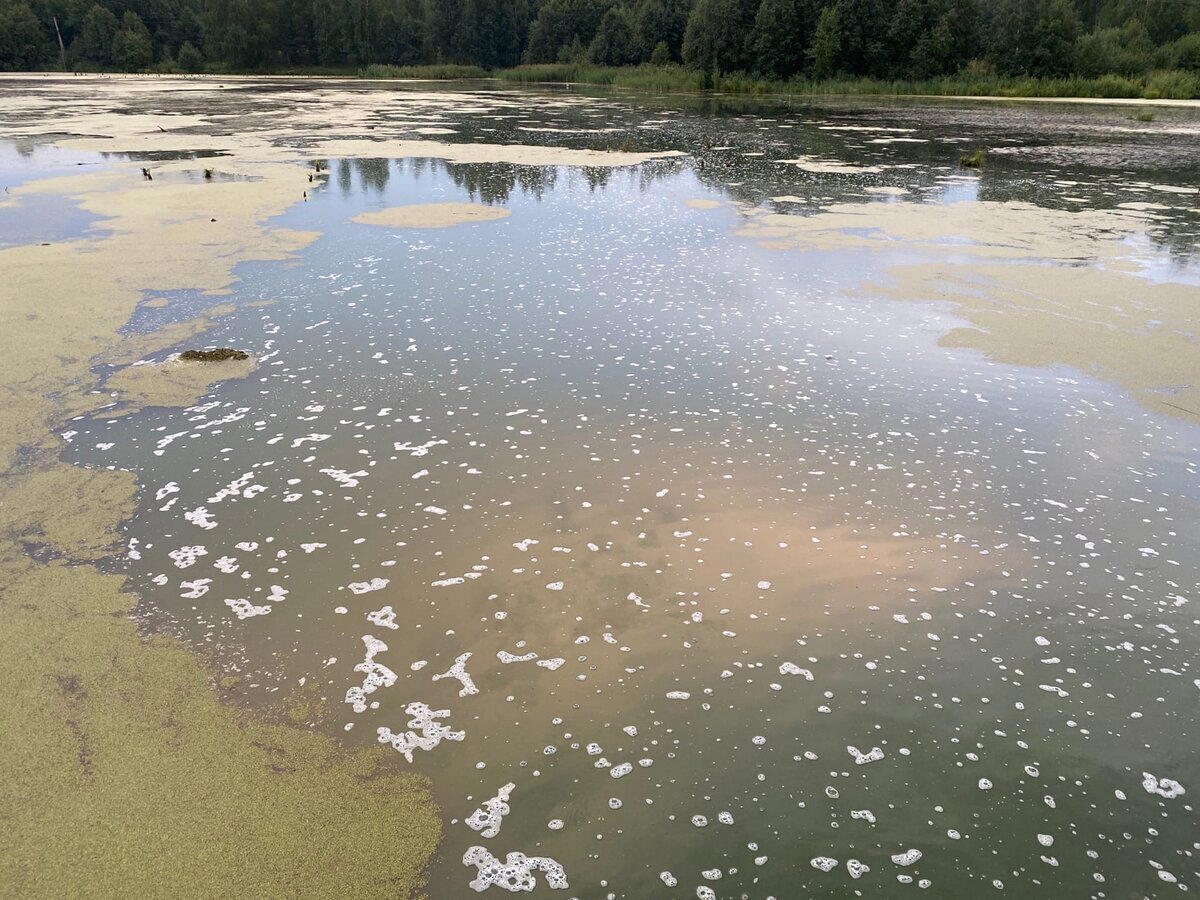 Побывал на заброшенном барском пруду, где по рассказам водится щука с золотыми сережками