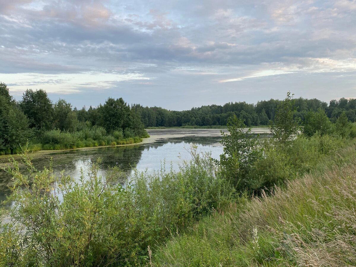 Побывал на заброшенном барском пруду, где по рассказам водится щука с золотыми сережками