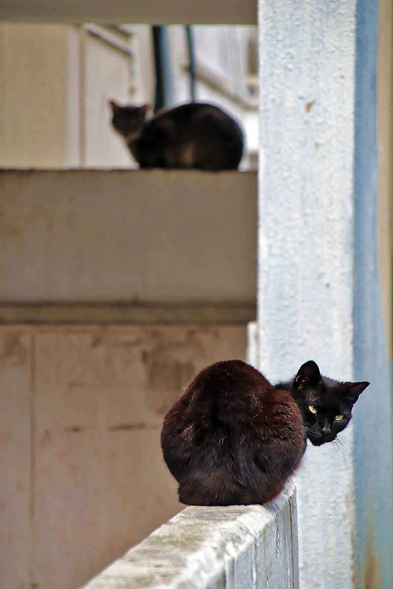 Котики-коты