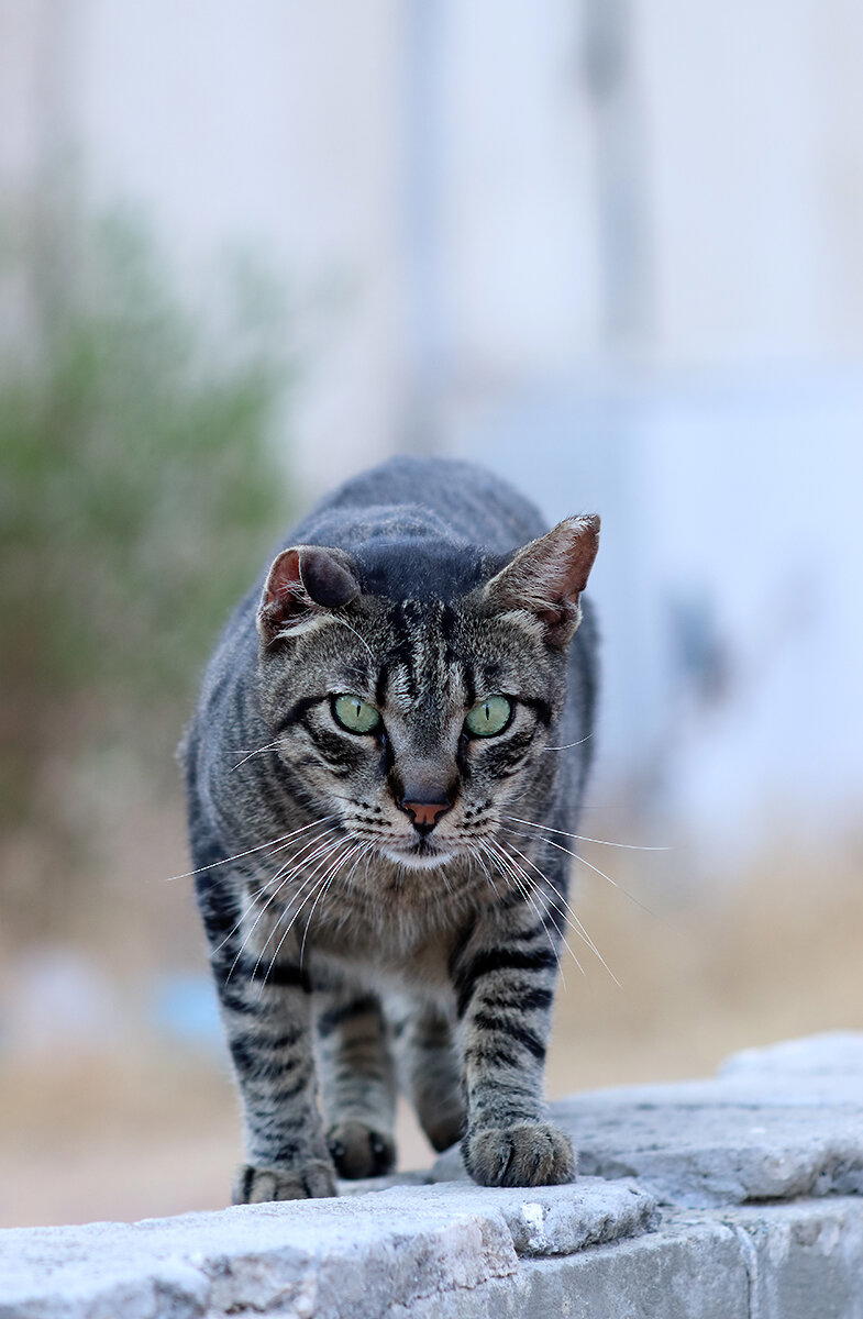 Котики-коты