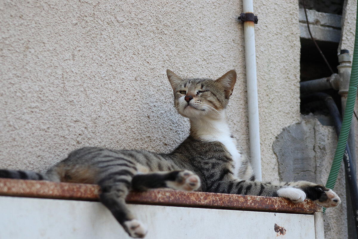 Котики-коты