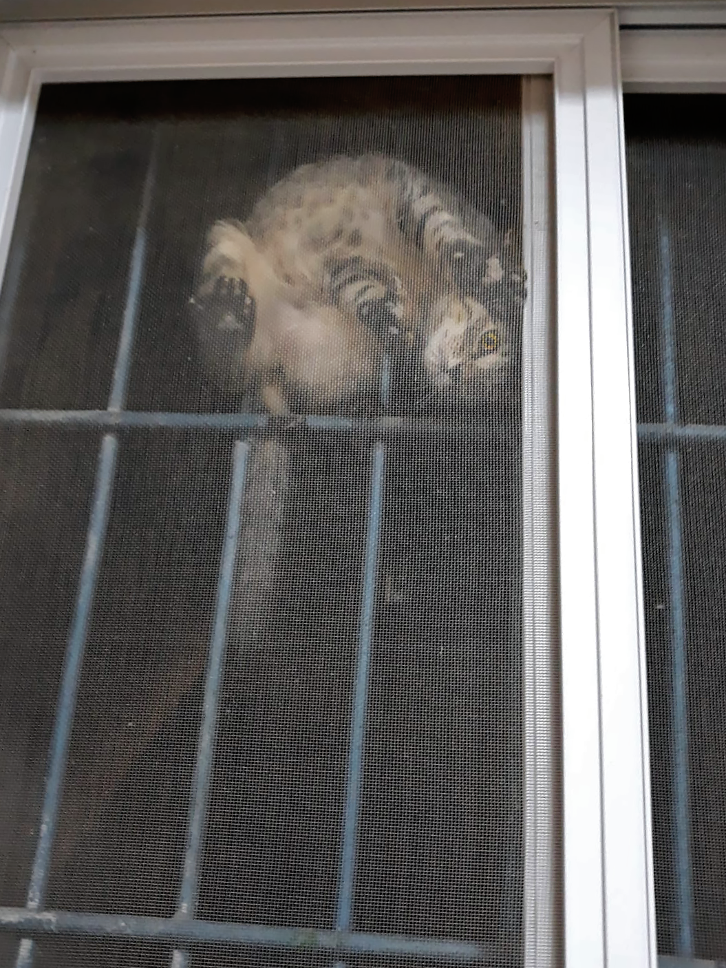 Котэ попердолило