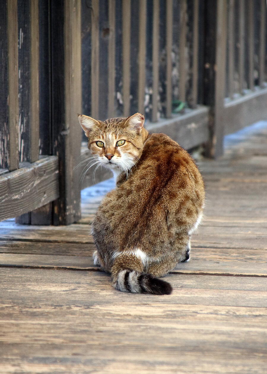 Зимние закаты