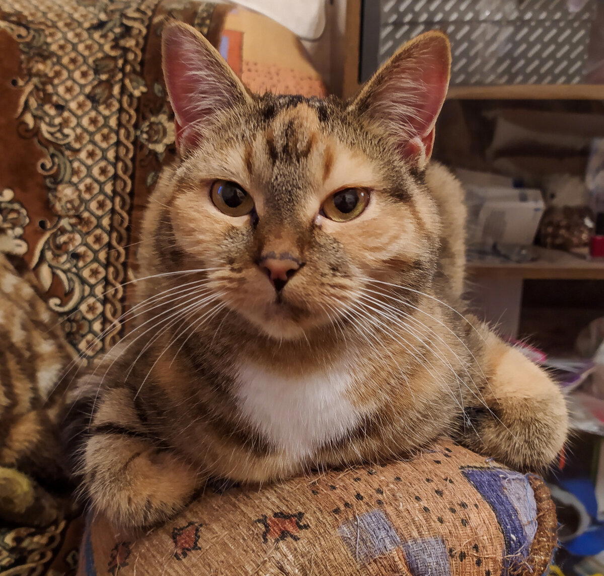 Кошка Эмбер