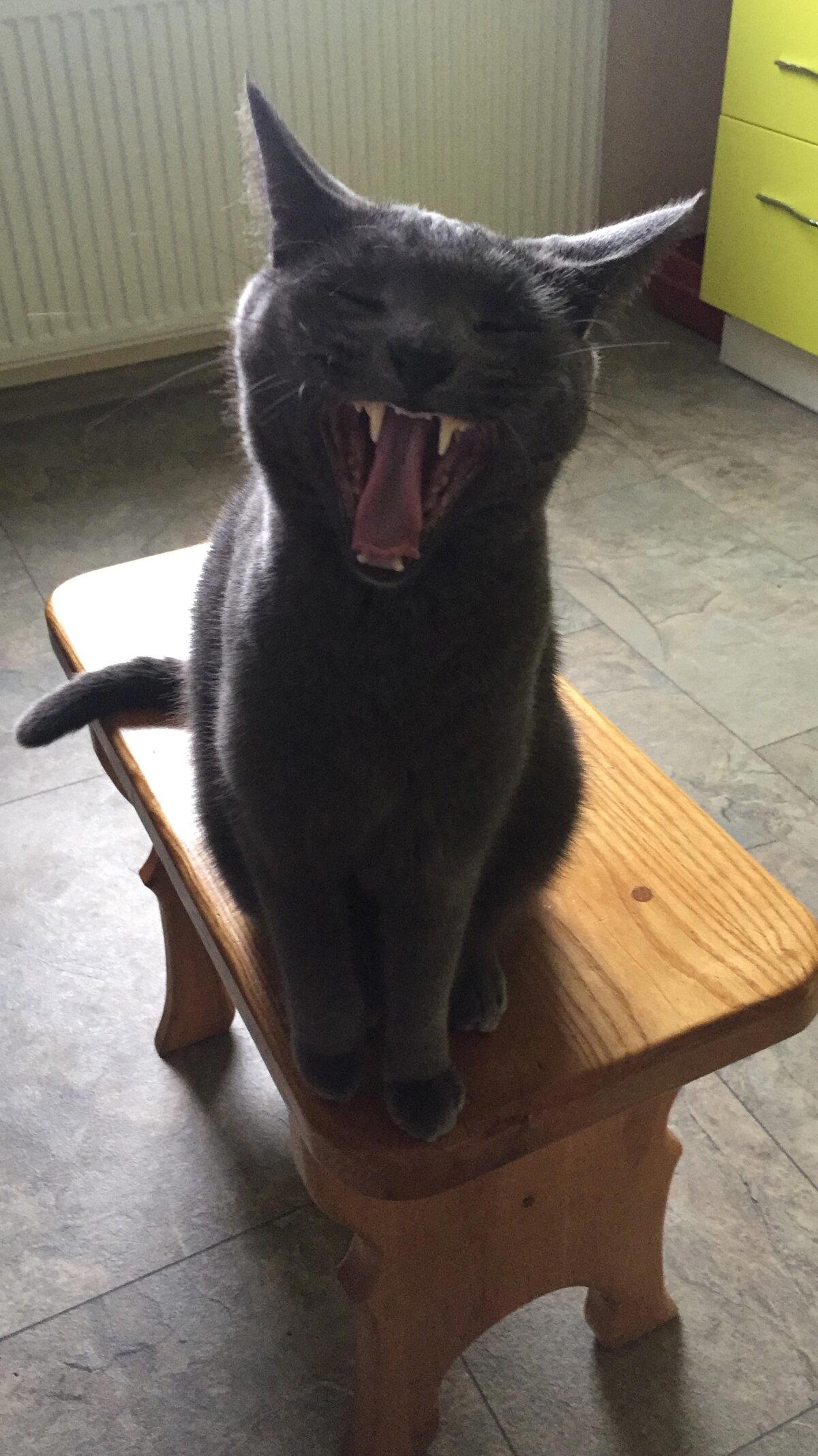 Мяу!