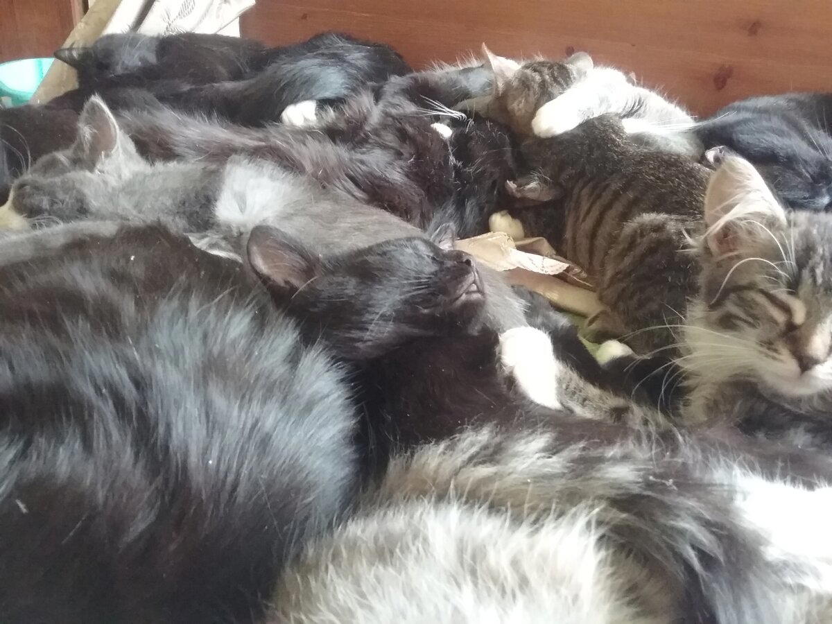 КОТОвасия
