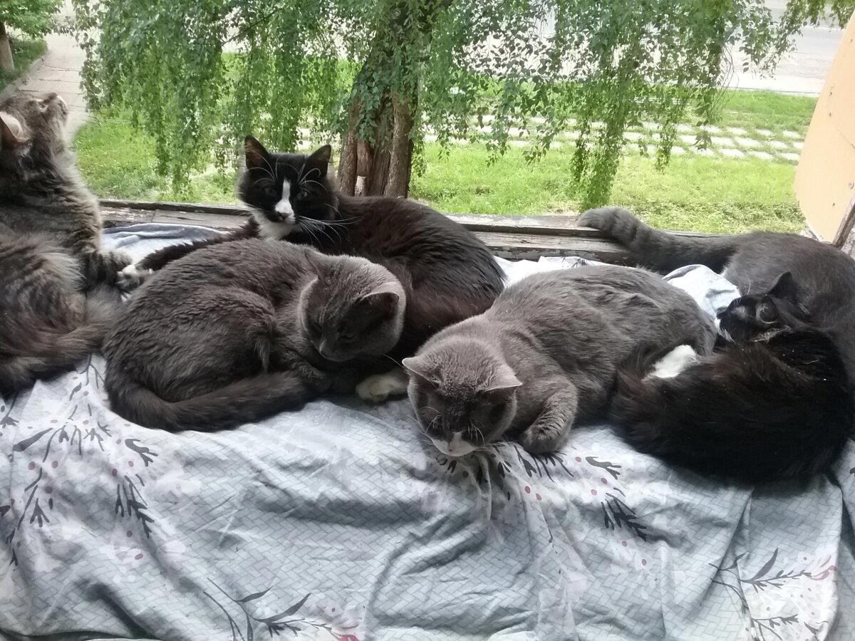 Вырастет огромный кот, морда в миску не войдет)
