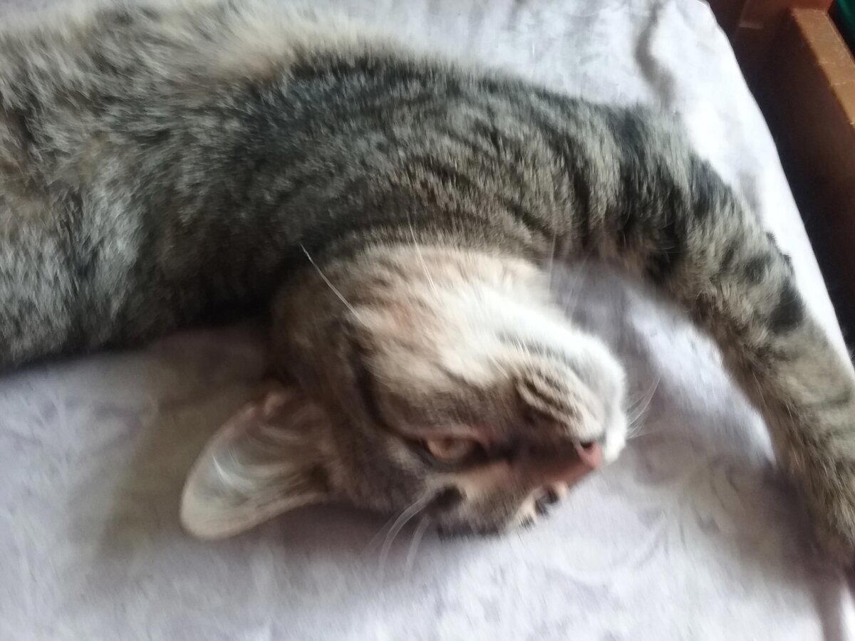 Продолжение поста «КОТОвасия»