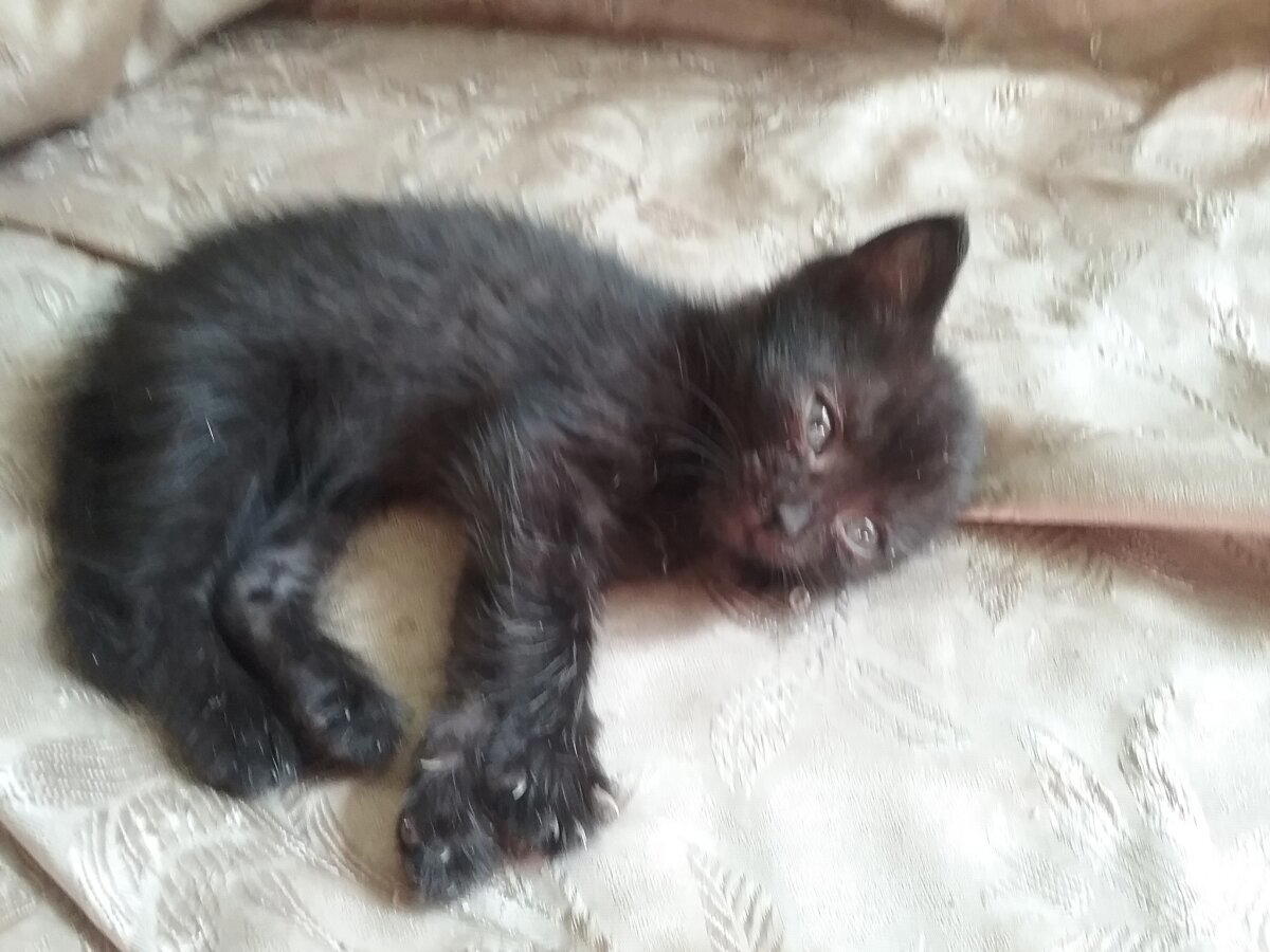 КОТОвасия