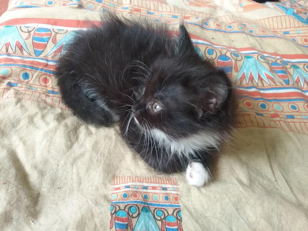 Продолжение поста «КОТОвасия»